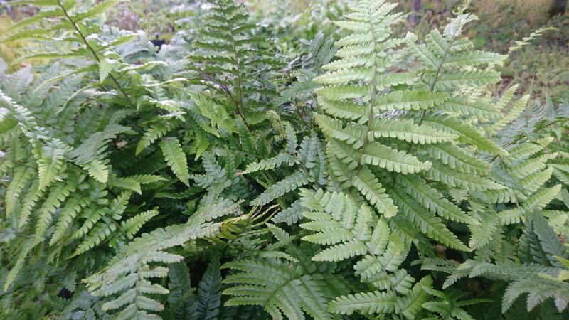 Dryopteris buschiana